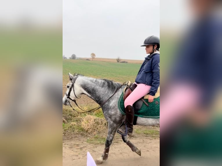 Kuc walijski sekcji C Wałach 6 lat 138 cm Siwa in &#x17B;nin