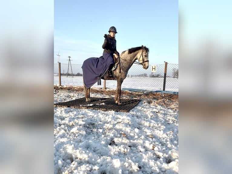 Kuc walijski sekcji C Wałach 6 lat 138 cm Siwa in &#x17B;nin