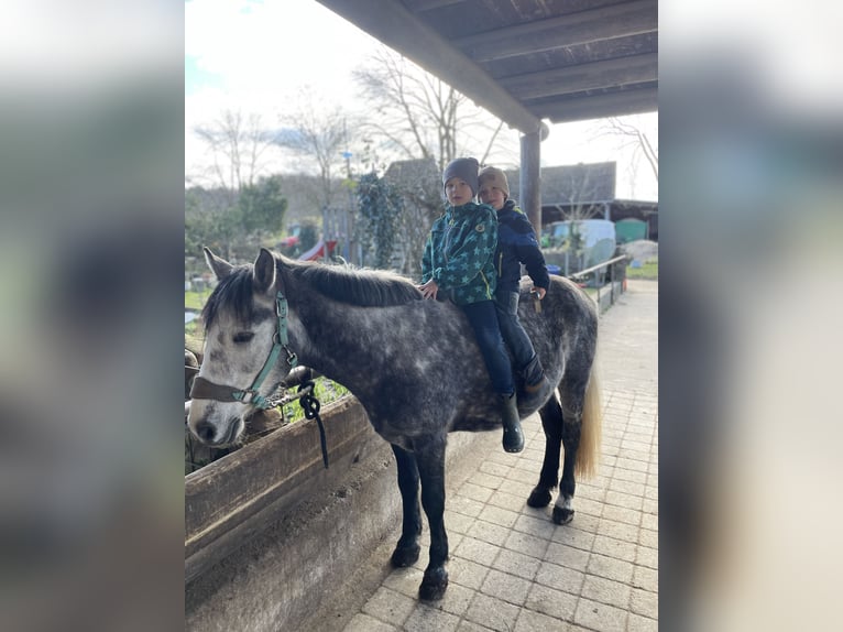 Kuc walijski sekcji C Wałach 6 lat 142 cm Siwa jabłkowita in AllensbachAllensbach