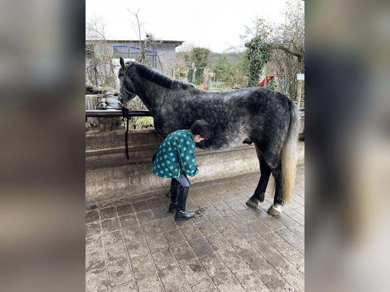 Kuc walijski sekcji C Wałach 6 lat 142 cm Siwa jabłkowita in AllensbachAllensbach