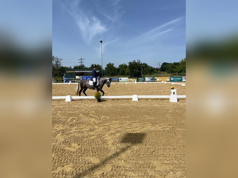 Kuc walijski sekcji C Wałach 6 lat 142 cm Siwa jabłkowita in AllensbachAllensbach