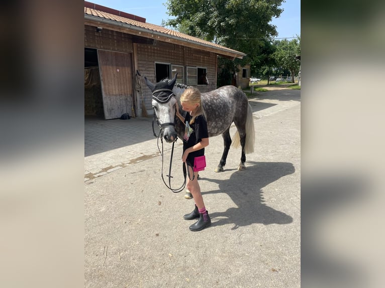 Kuc walijski sekcji C Wałach 6 lat 142 cm Siwa jabłkowita in AllensbachAllensbach