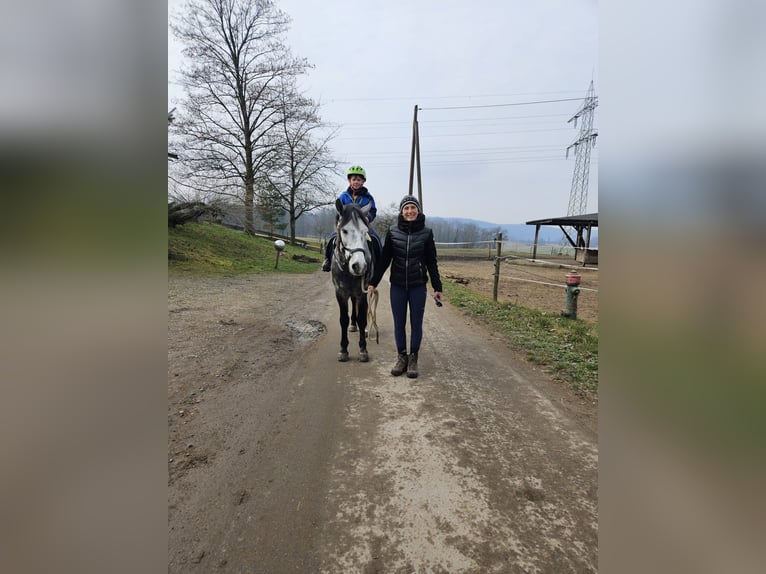 Kuc walijski sekcji C Wałach 6 lat 142 cm Siwa jabłkowita in AllensbachAllensbach