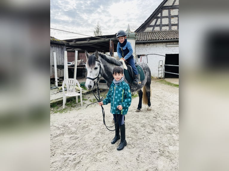 Kuc walijski sekcji C Wałach 6 lat 142 cm Siwa jabłkowita in AllensbachAllensbach