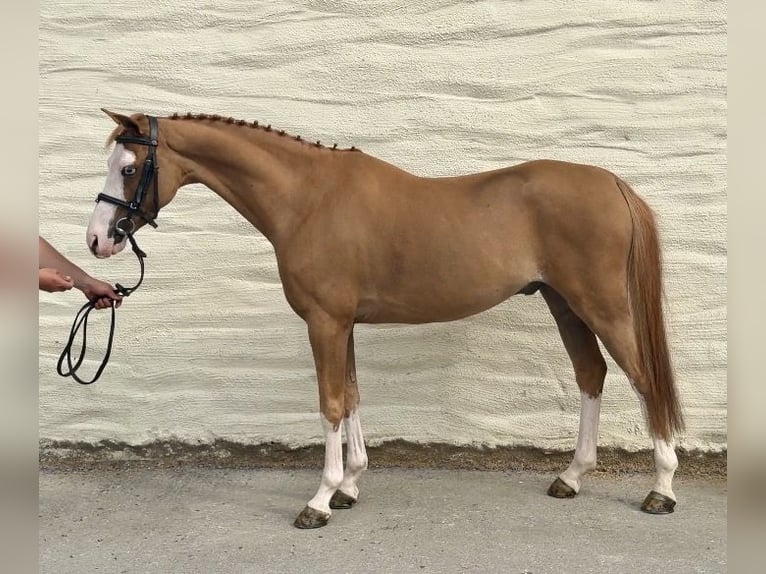 Kuc walijski sekcji C Wałach 8 lat 128 cm Ciemnokasztanowata in Co.sligo