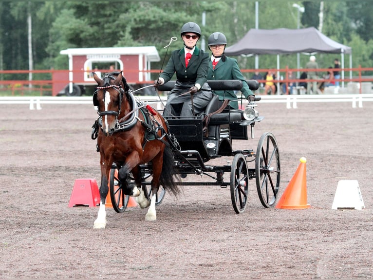 Kuc walijski sekcji C Wałach 14 lat 134 cm in ÄLMHULT