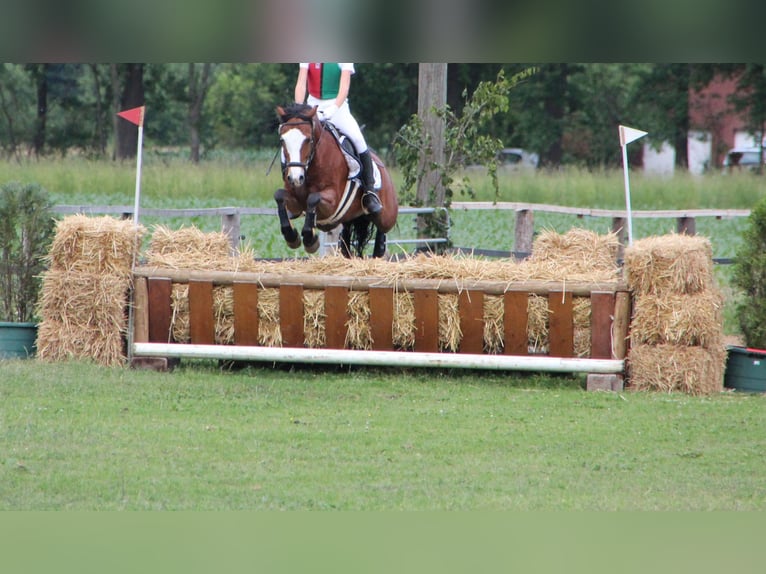 Kuc walijski sekcji C Wałach 14 lat 140 cm Gniada in Geseke