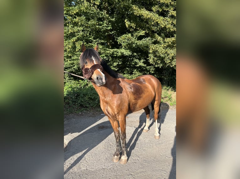 Kuc walijski sekcji C Wałach 14 lat 142 cm Gniada in Essen