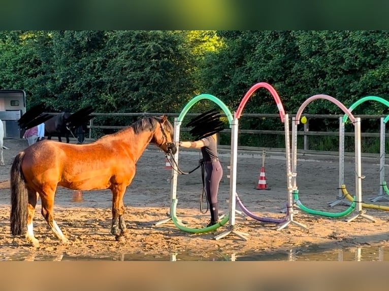 Kuc walijski sekcji C Wałach 15 lat 142 cm Gniada in Essen