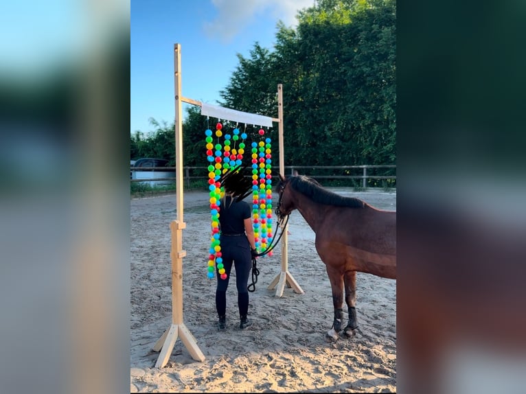 Kuc walijski sekcji C Wałach 15 lat 142 cm Gniada in Essen