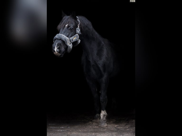 Kuc walijski sekcji C Wałach 15 lat 150 cm Kara in Hammah