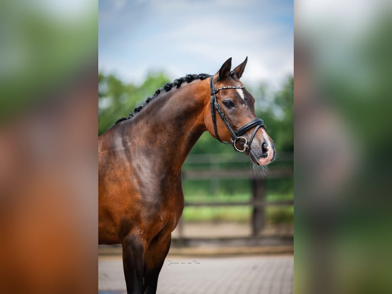 Kuc walijski sekcji C Wałach 16 lat 136 cm Ciemnogniada in Wuustwezel