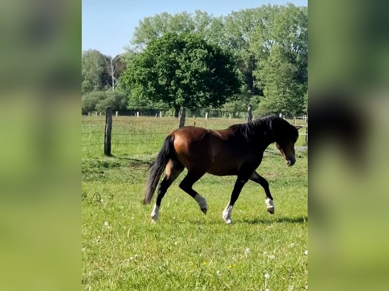 Kuc walijski sekcji C Wałach 3 lat 142 cm Gniada in Schwarmstedt