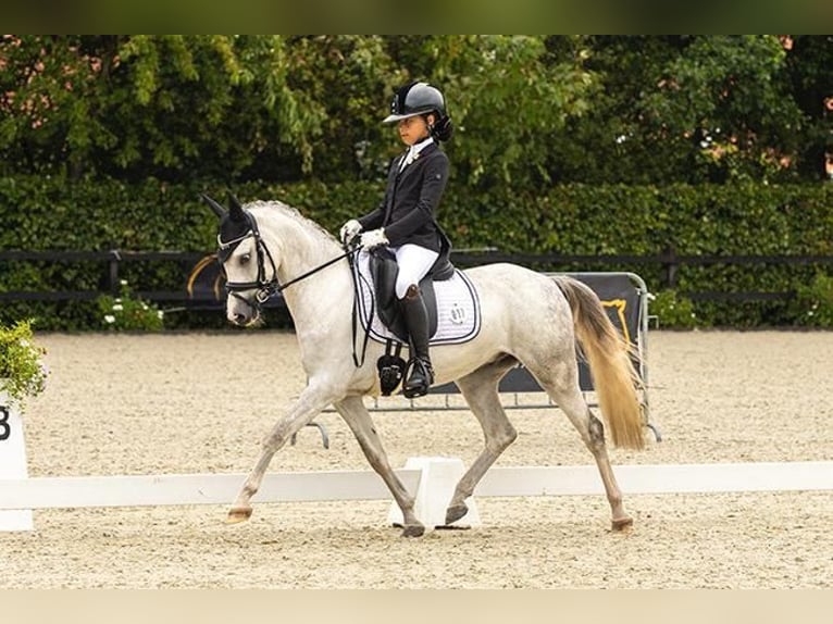 Kuc walijski sekcji C Wałach 5 lat 136 cm Stalowosiwy in Groningen