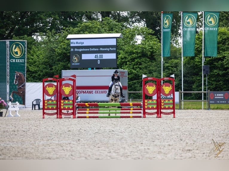 Kuc walijski sekcji C Wałach 5 lat 136 cm Stalowosiwy in Groningen