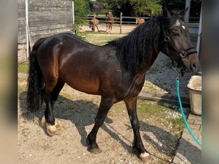 Kuc walijski sekcji C Wałach 6 lat 137 cm Ciemnogniada in Neumarkt in der Oberpfalz