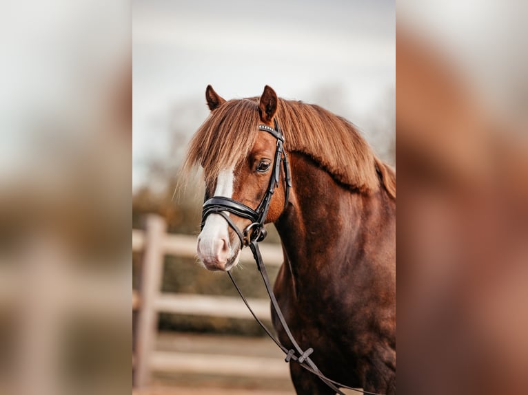 Kuc walijski sekcji C Wałach 7 lat 134 cm Ciemnokasztanowata in Hooge Mierde