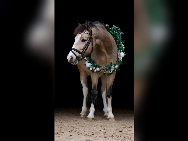 Kuc walijski sekcji C Wałach 8 lat 136 cm Bułana in Waldfeucht