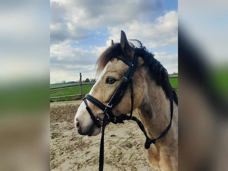 Kuc walijski sekcji C Wałach 8 lat 136 cm Bułana in Waldfeucht