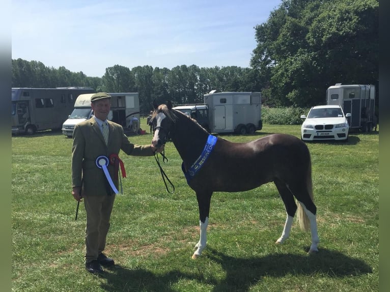 Kuc walijski sekcji C Wałach 8 lat 138 cm Cisawa in Vilaplana