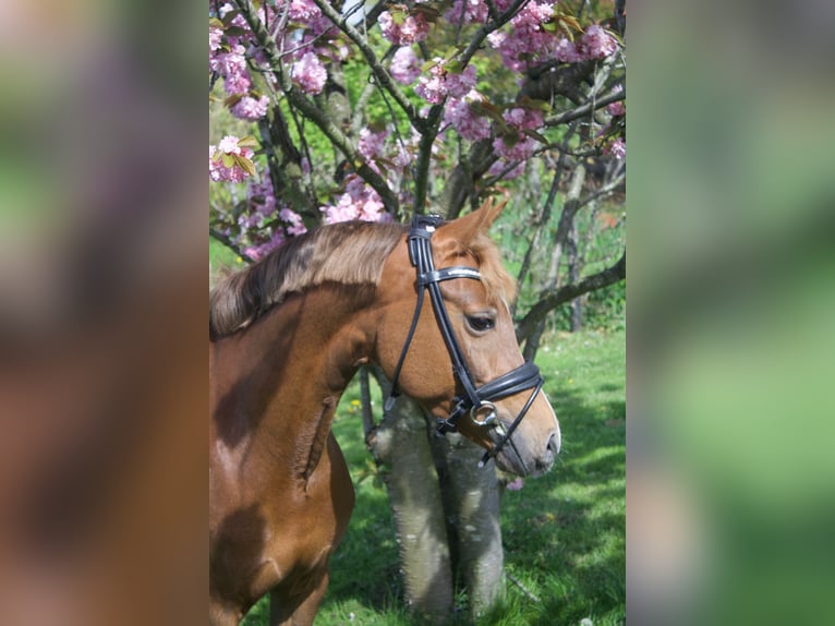 Kuc walijski sekcji D Klacz 10 lat 144 cm Kasztanowata in Pijnacker