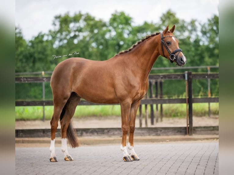 Kuc walijski sekcji D Klacz 10 lat 144 cm Kasztanowata in Pijnacker