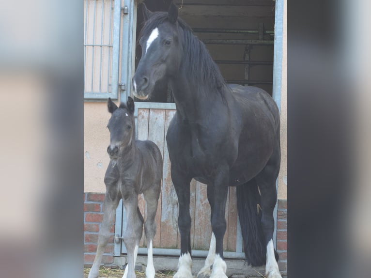 Kuc walijski sekcji D Klacz 10 lat 149 cm Skarogniada in Fockendorf