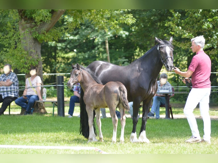 Kuc walijski sekcji D Klacz 10 lat 149 cm Skarogniada in Fockendorf