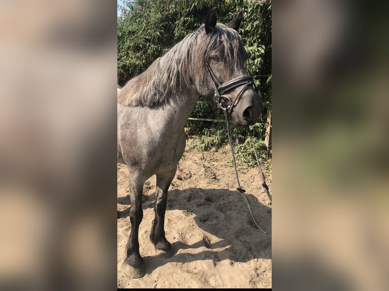 Kuc walijski sekcji D Klacz 10 lat 152 cm Karodereszowata in Oberhausen