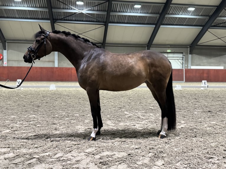 Kuc walijski sekcji D Klacz 10 lat 155 cm Ciemnogniada in Eindhoven