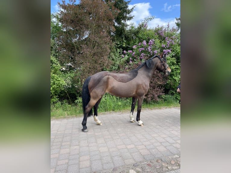 Kuc walijski sekcji D Klacz 11 lat 142 cm Ciemnogniada in Osterburg