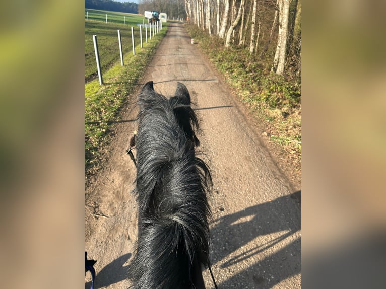 Kuc walijski sekcji D Klacz 12 lat 144 cm Skarogniada in Itterbeck-Wilsum