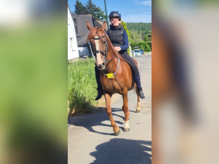Kuc walijski sekcji D Klacz 12 lat 150 cm Kasztanowata in Linkenbach