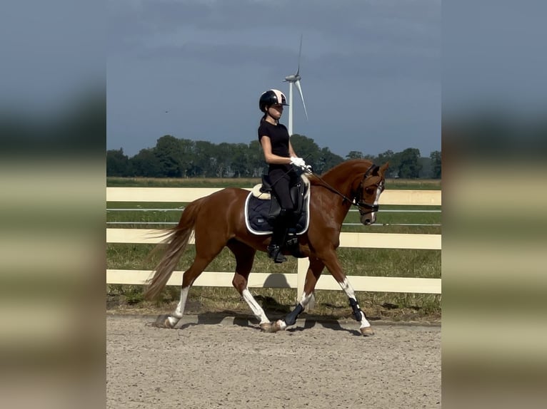 Kuc walijski sekcji D Klacz 14 lat 144 cm Kasztanowata in Oude Niedorp