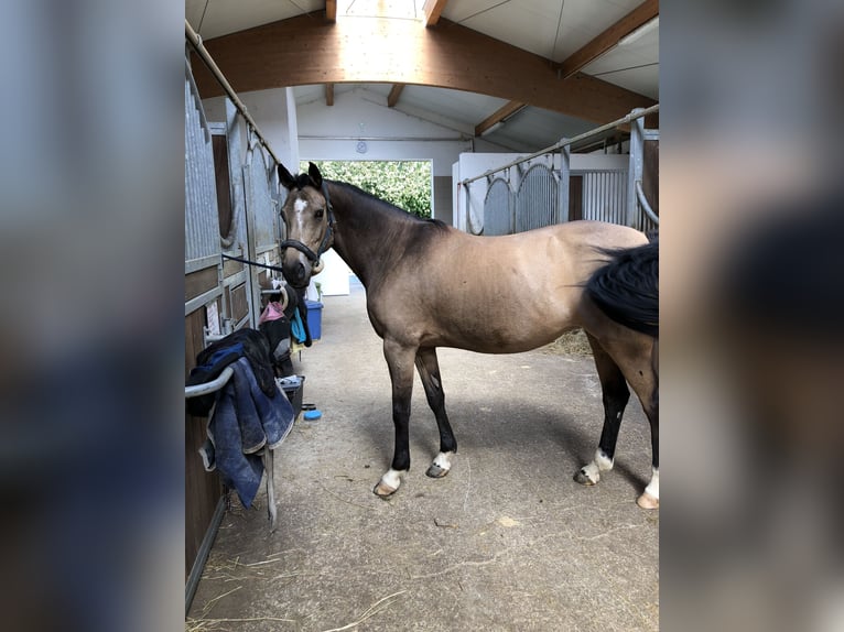 Kuc walijski sekcji D Klacz 14 lat 149 cm Bułana in Erding