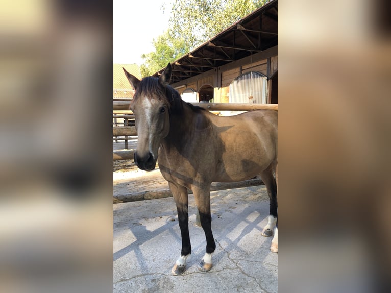 Kuc walijski sekcji D Klacz 14 lat 149 cm Bułana in Erding