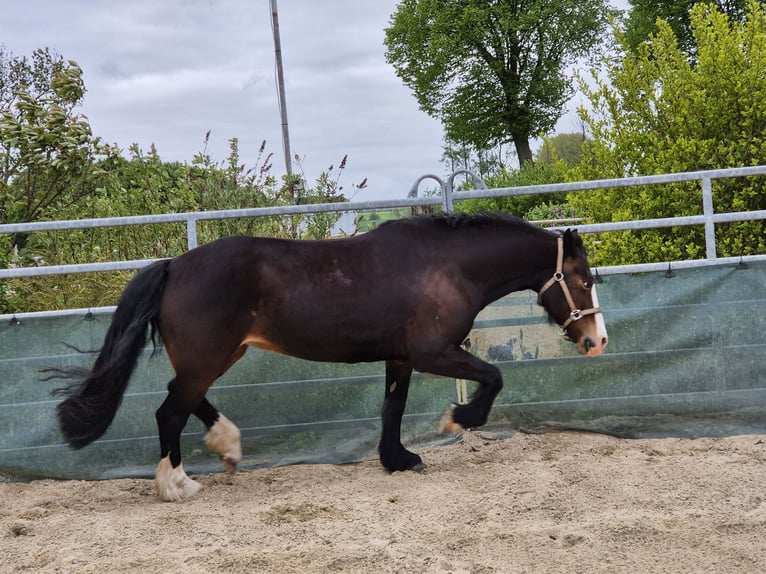 Kuc walijski sekcji D Klacz 14 lat 150 cm Skarogniada in Königslutter am Elm