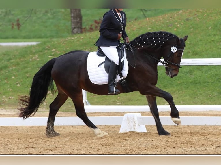 Kuc walijski sekcji D Klacz 14 lat 151 cm Ciemnogniada in Iffeldorf