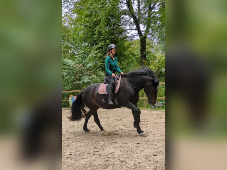 Kuc walijski sekcji D Klacz 14 lat 155 cm Ciemnogniada in Wallenhorst