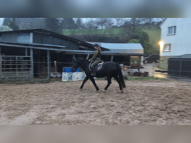 Kuc walijski sekcji D Klacz 16 lat 152 cm Kara in Morsbach