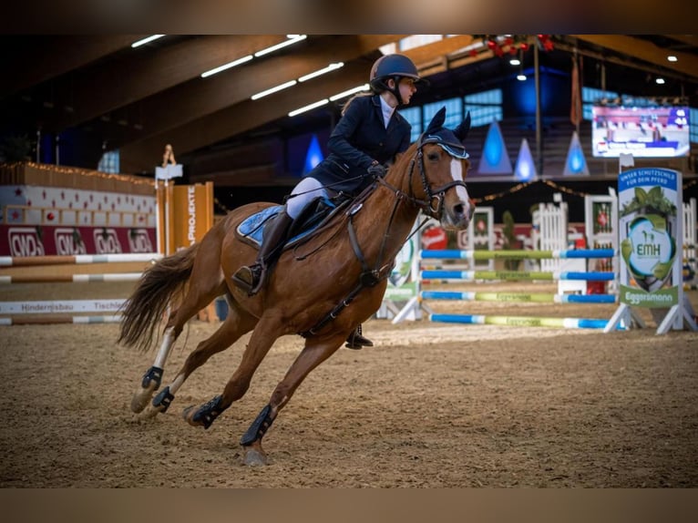Kuc walijski sekcji D Klacz 17 lat 152 cm Kasztanowata in Düsseldorf
