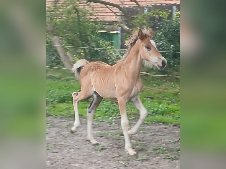 Kuc walijski sekcji D Klacz 18 lat 149 cm Kara in Großefehn