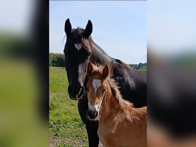 Kuc walijski sekcji D Klacz 18 lat 149 cm Kara in Großefehn