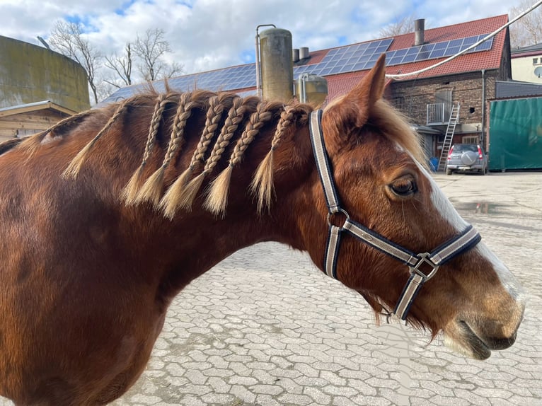 Kuc walijski sekcji D Klacz 19 lat 142 cm Kasztanowata in Welver