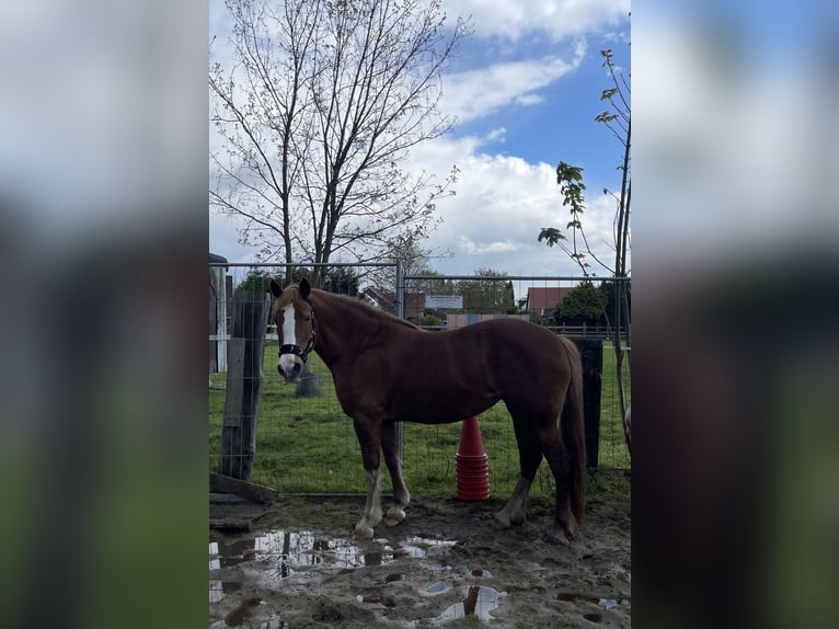 Kuc walijski sekcji D Klacz 19 lat 142 cm Kasztanowata in Welver