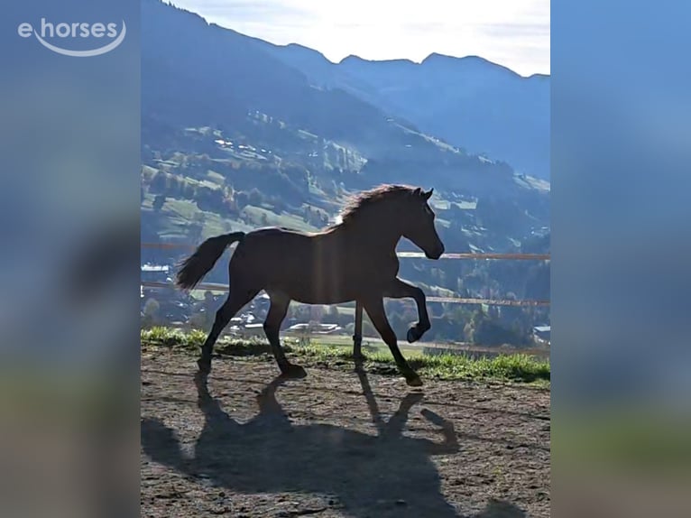 Kuc walijski sekcji D Klacz 1 Rok 151 cm Ciemnogniada in Alpbach