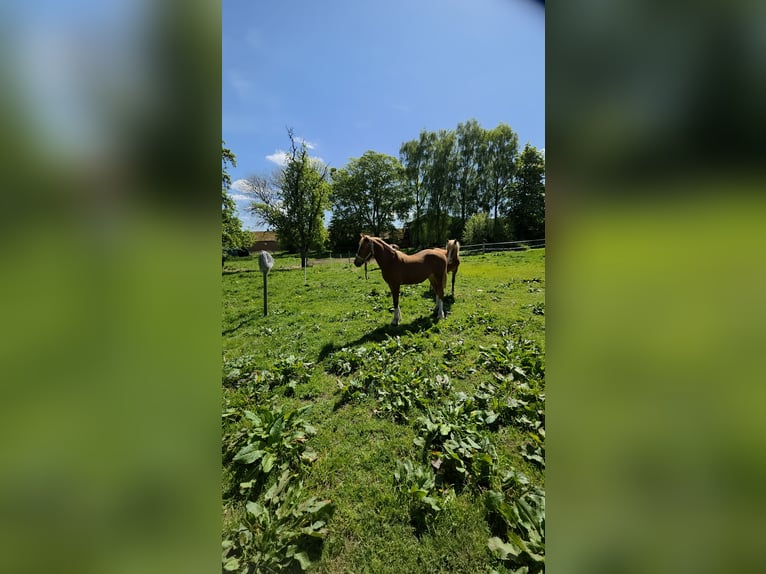 Kuc walijski sekcji D Klacz 1 Rok 152 cm Kasztanowata in Bad segeberg