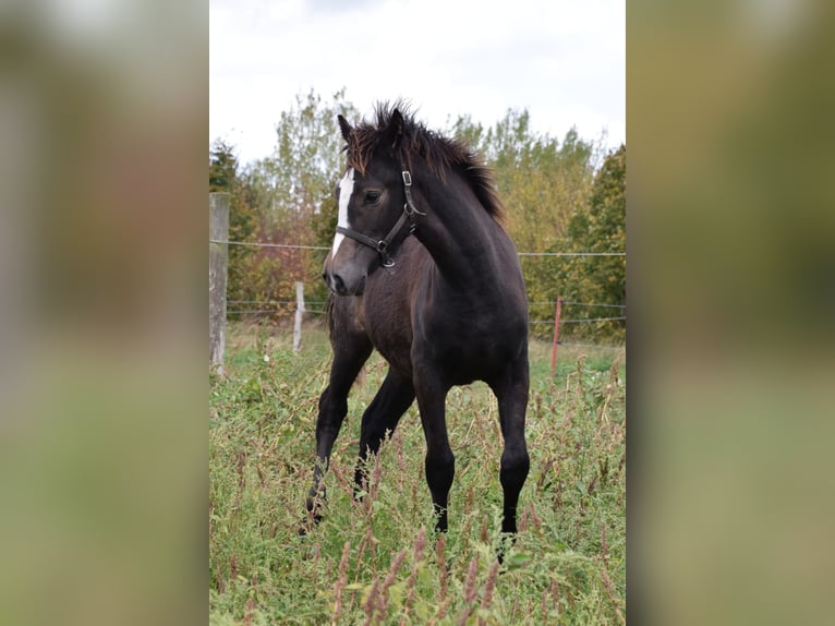 Kuc walijski sekcji D Klacz 1 Rok in Wustermark