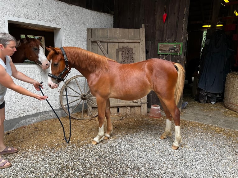 Kuc walijski sekcji D Klacz 2 lat 145 cm Kasztanowata in Wendling