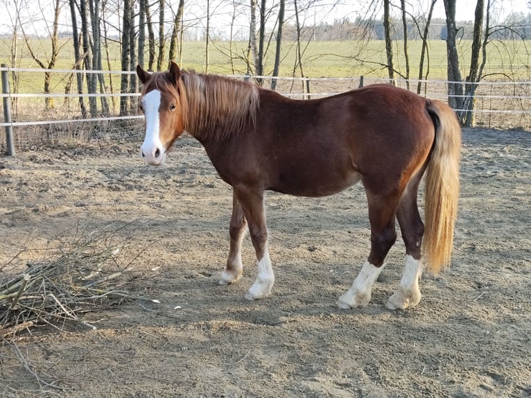 Kuc walijski sekcji D Klacz 2 lat 145 cm Kasztanowata in Wendling